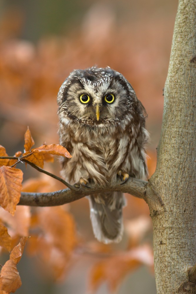 Owl-Photography-by-Milan-Zygmunt--10