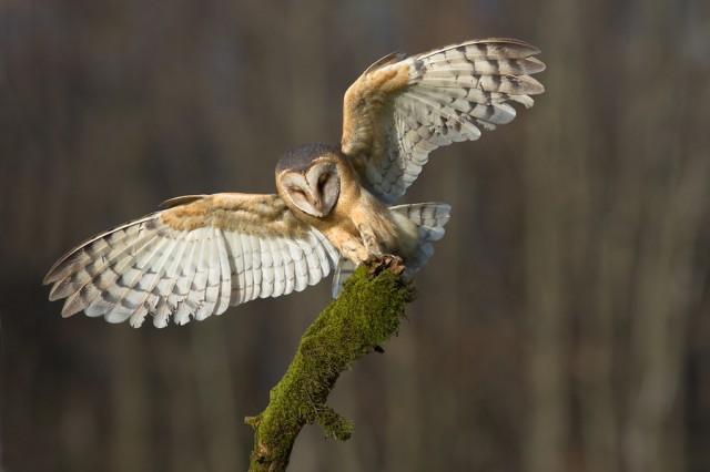 Owl-Photography-by-Milan-Zygmunt--12