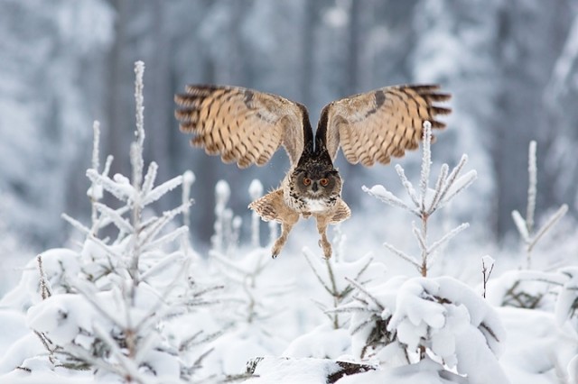 Owl-Photography-by-Milan-Zygmunt--13