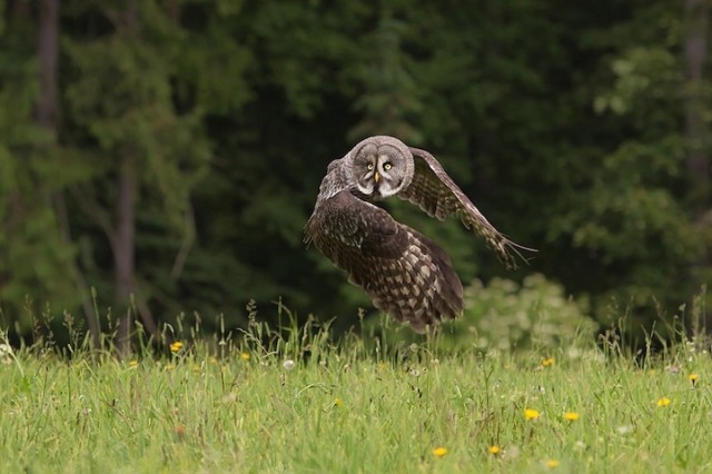Owl-Photography-by-Milan-Zygmunt--3