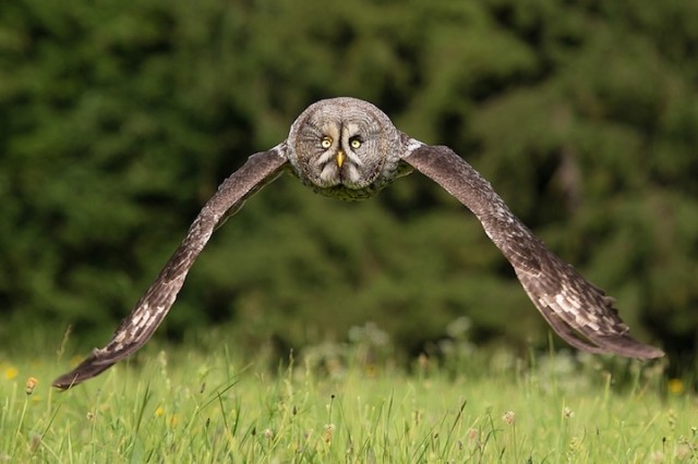 Owl-Photography-by-Milan-Zygmunt--5