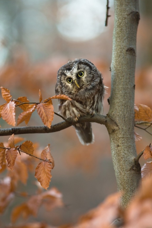 Owl-Photography-by-Milan-Zygmunt--7