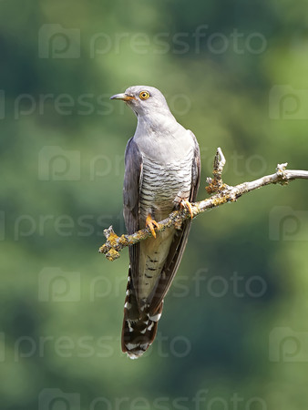 dennis-jacobsen-common-cuckoo