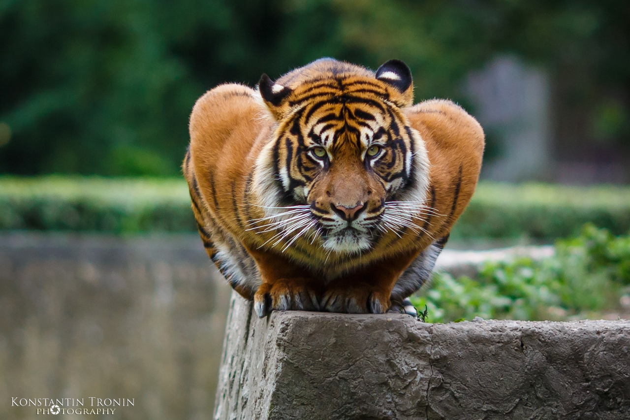 Portrait of a tiger sitting in a rare posture on the edge in the Warsaw Zoo