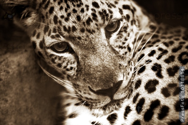 the-animals-you-must-see-project-by-ifaw-leopard