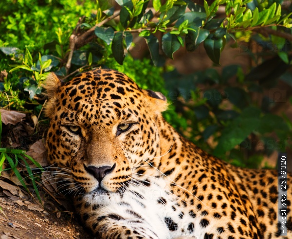 the-animals-you-must-see-project-by-ifaw-leopard2