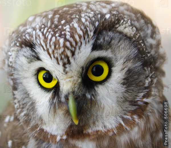 the-animals-you-must-see-project-by-ifaw-owl