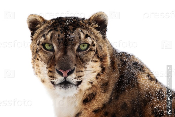 the-animals-you-must-see-project-by-ifaw-snowleopard
